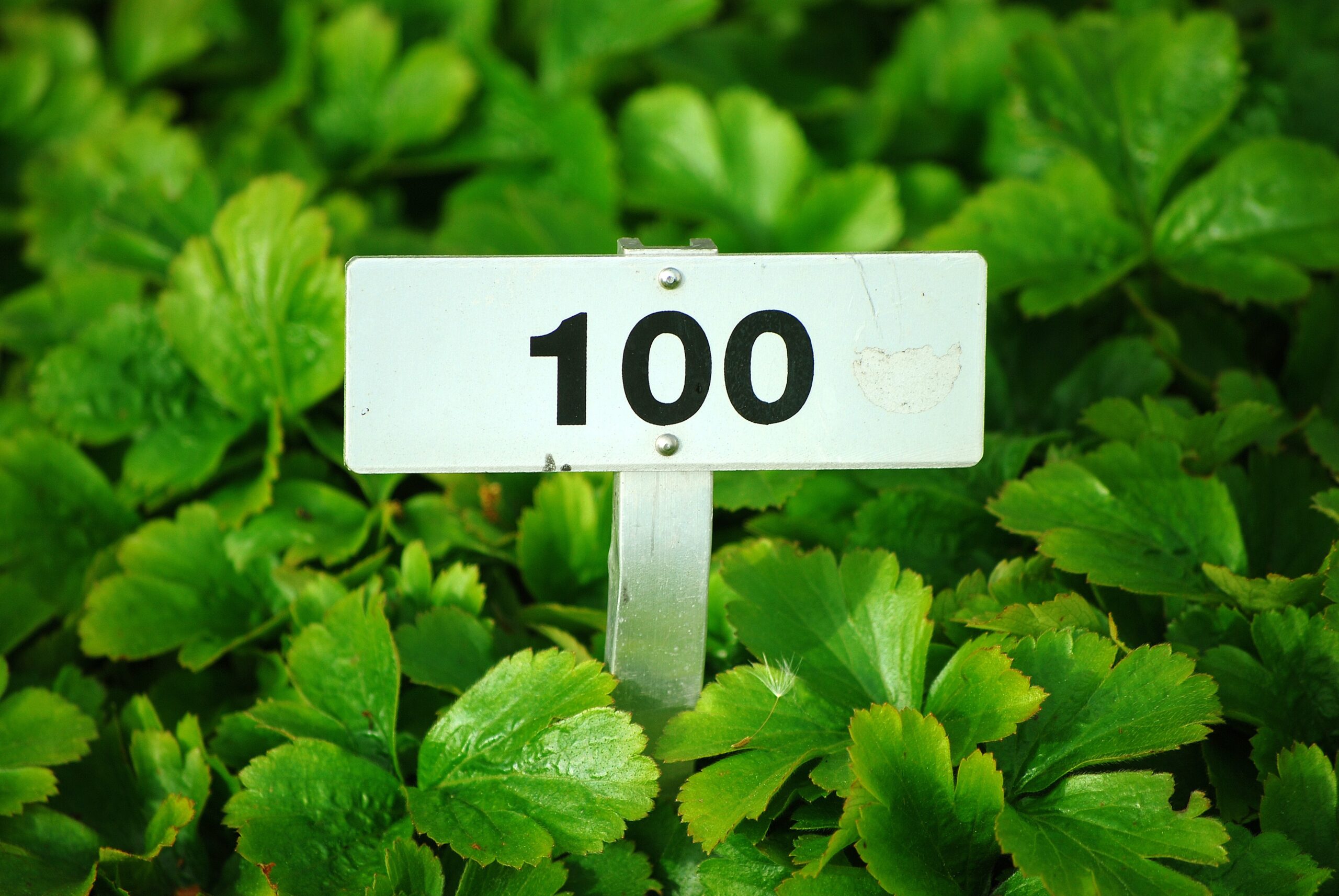 "100" Sign